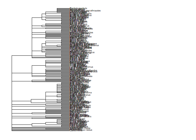 labelled tree of all
species