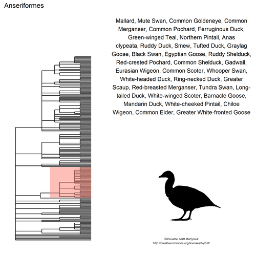 animated tree with species names and order
silhouette